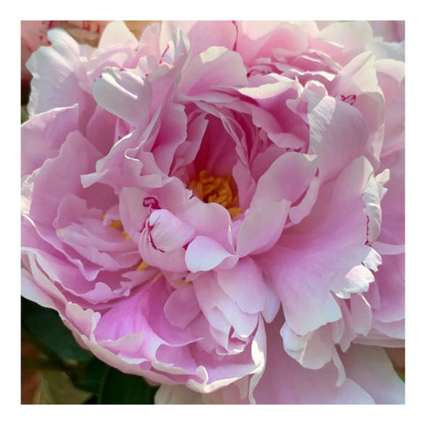 PINK PICASSO POLITE PEONY
